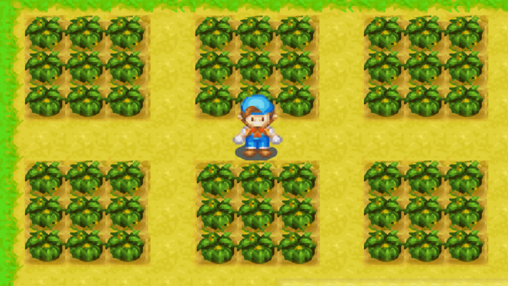 Ripe pumpkins ready for harvest | Harvest Moon: Friends of Mineral Town