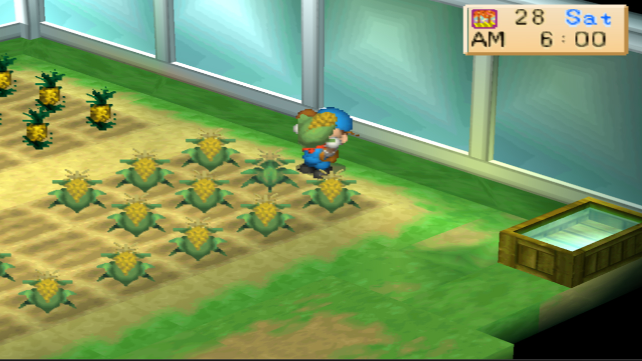Harvesting fully grown corn in the hothouse | Harvest Moon: Back to Nature
