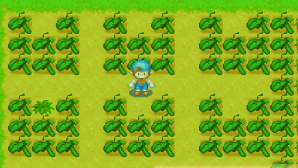 Cucumber Crop Guide for Harvest Moon: Friends of Mineral Town
