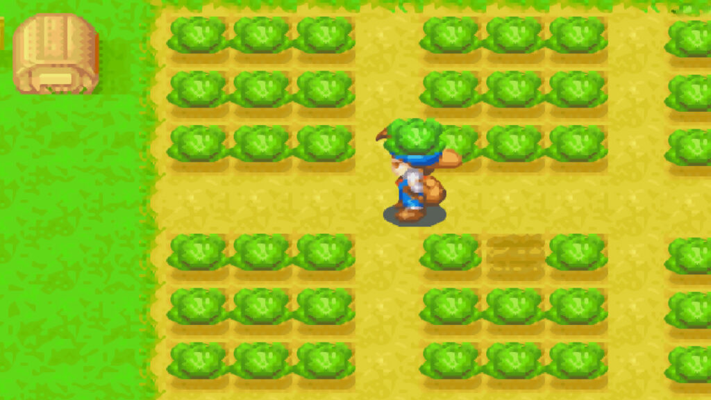 A field of cabbages ready for harvest | Harvest Moon: Friends of Mineral Town
