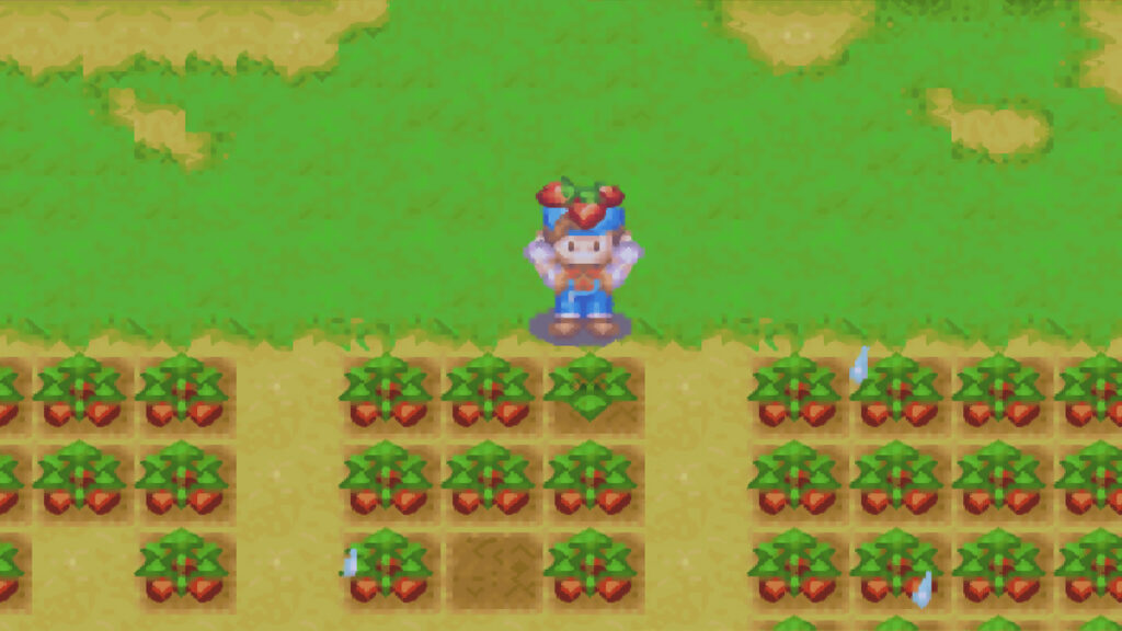Fully grown strawberries ready for shipment | Harvest Moon: Friends of Mineral Town