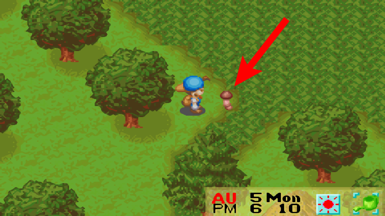 Location of a truffle, a rare and expensive type of mushroom | Harvest Moon: Friends of Mineral Town