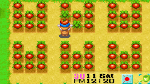 Tomato crops planted in the U-Shape formation | Harvest Moon: Friends of Mineral Town