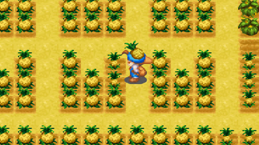 The player harvesting ripe pineapples | Harvest Moon: Friends of Mineral Town