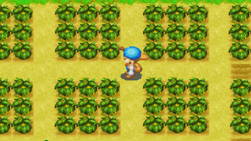 Pumpkin Crop Guide for Harvest Moon: Friends of Mineral Town