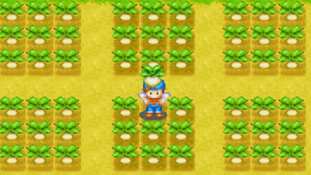 A field of turnips ready for harvest | Harvest Moon: Friends of Mineral Town