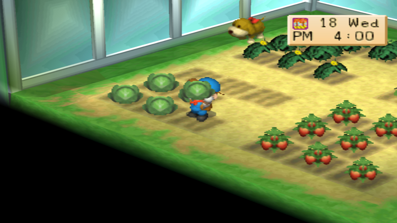 Cabbages are the best regular crop to plant during spring | Harvest Moon: Back to Nature
